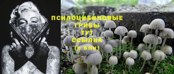 PSILOCYBIN Каменногорск